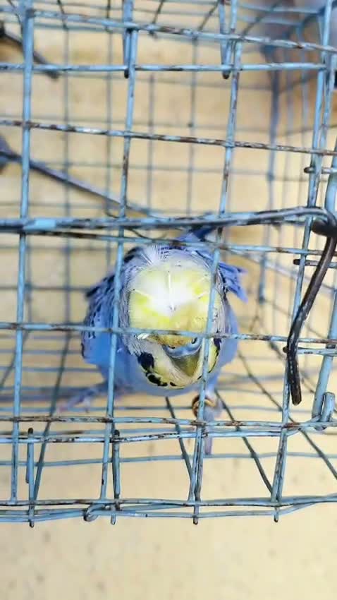 Homer Pigeon, farm video
