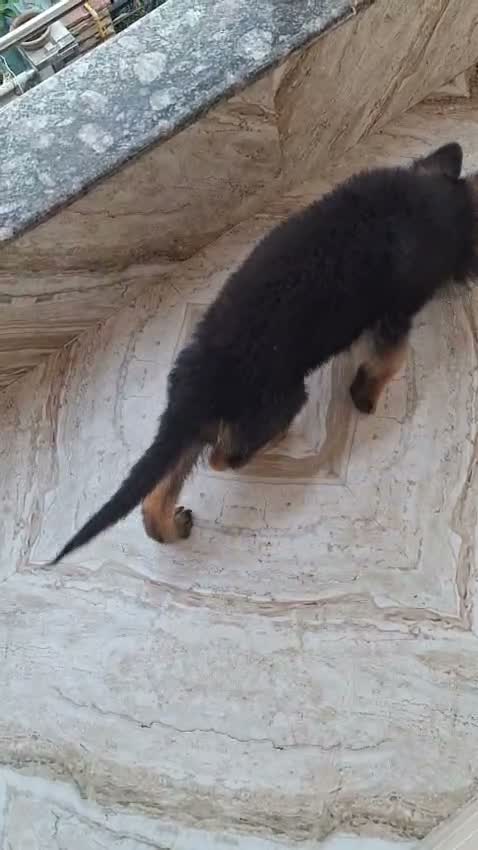 German Shepherd Puppy, farm video