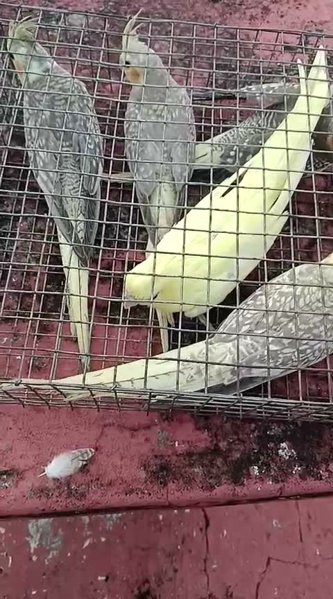 Cockatiel | Pied, farm video