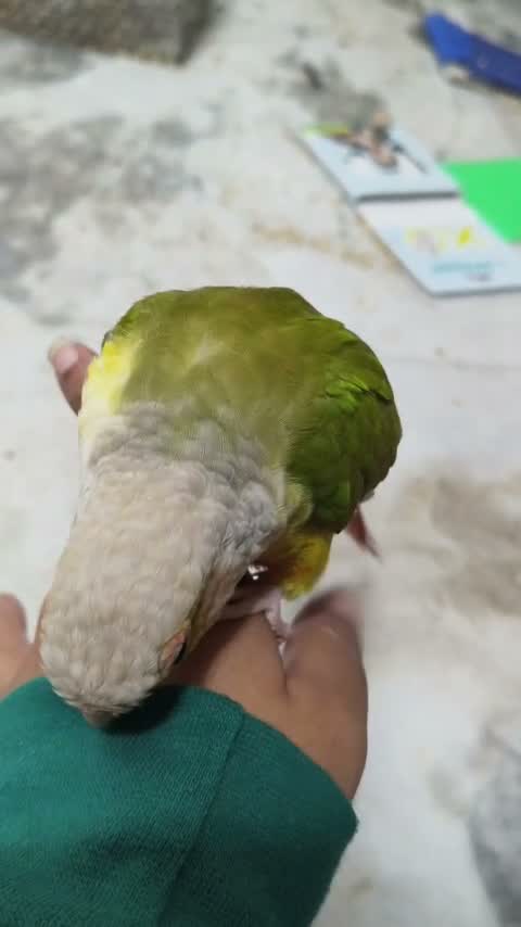 Small Cheek Conure, farm video