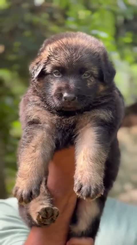 Dachshund Puppy | Brown & Tan, farm video