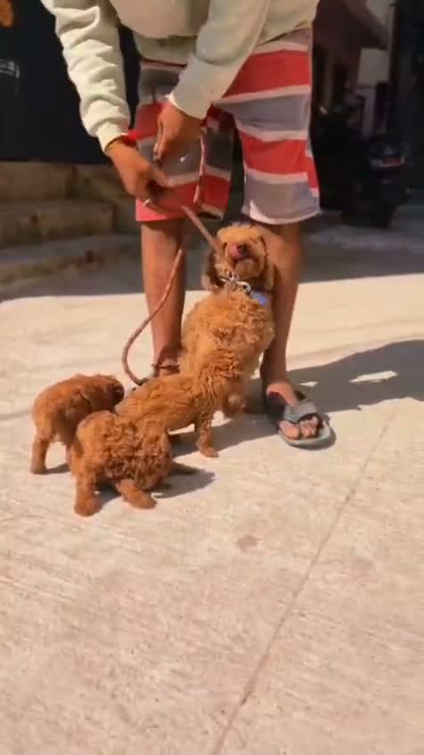 Standard Poodle Puppy | White, farm video
