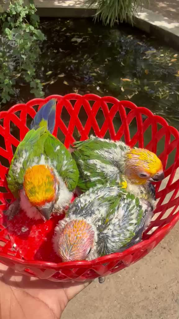 Small Cheek Conure, farm video
