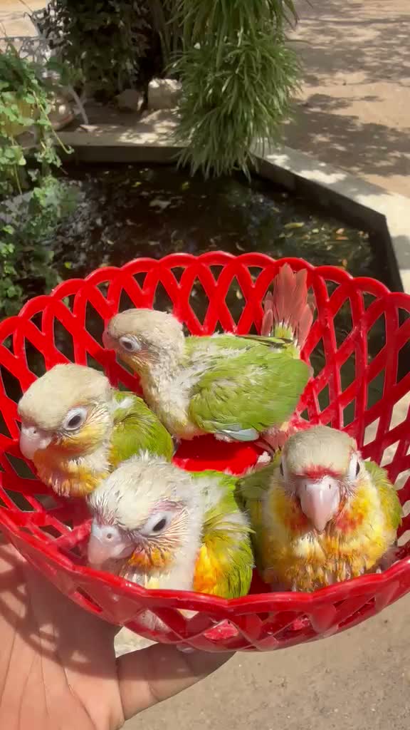 Small Cheek Conure, farm video