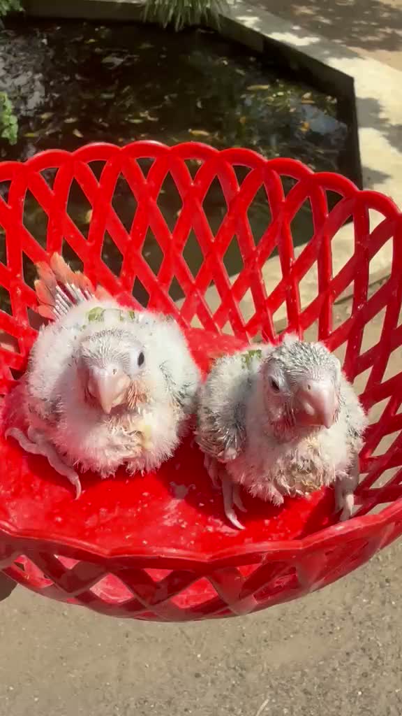Small Cheek Conure, farm video