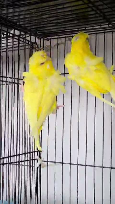 Homer Pigeon, farm video