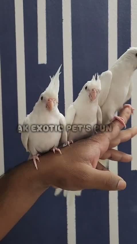 Cockatiel | Pied, farm video
