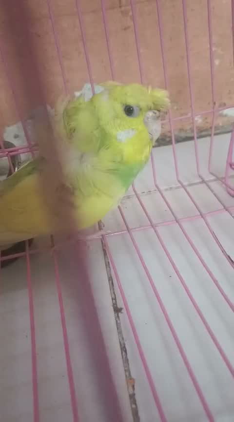 Helicopter Budgies, farm video