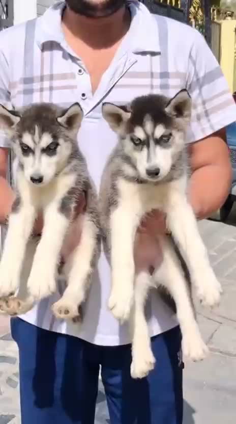 Siberian Husky Puppy | Black & White Color, farm video
