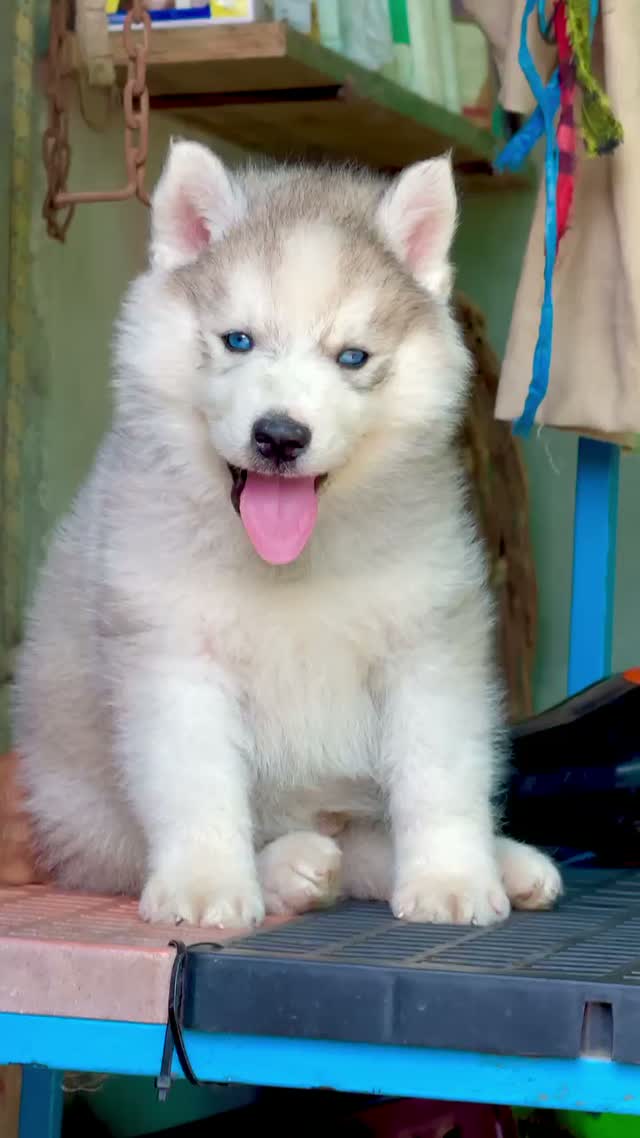 Siberian Husky Puppy | Black & White Color, farm video