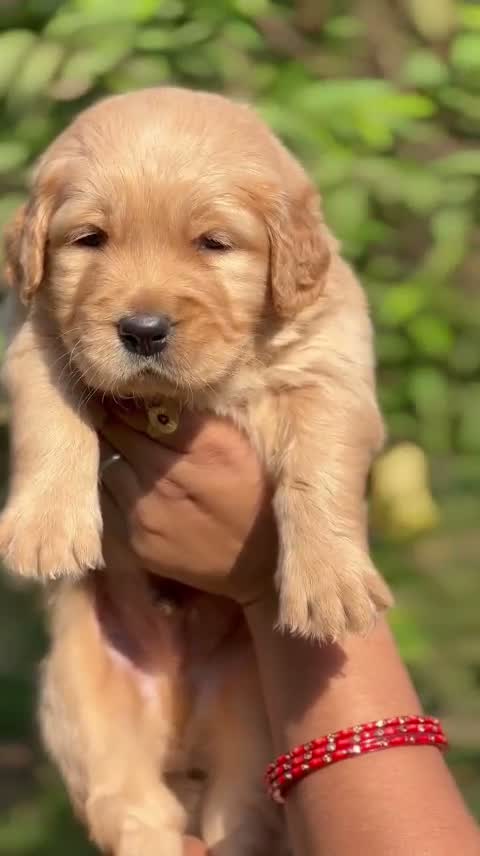 Golden Retriever, farm video