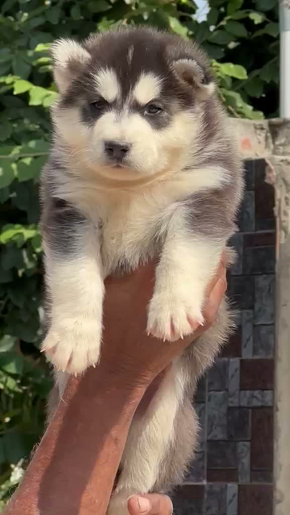 Siberian Husky Puppy | Black & White Color, farm video