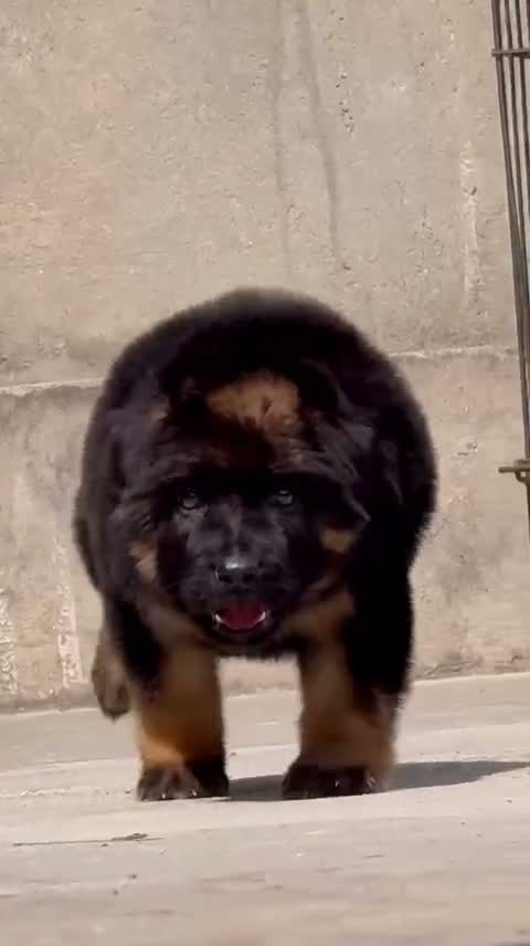 German Shepherd Puppy, farm video