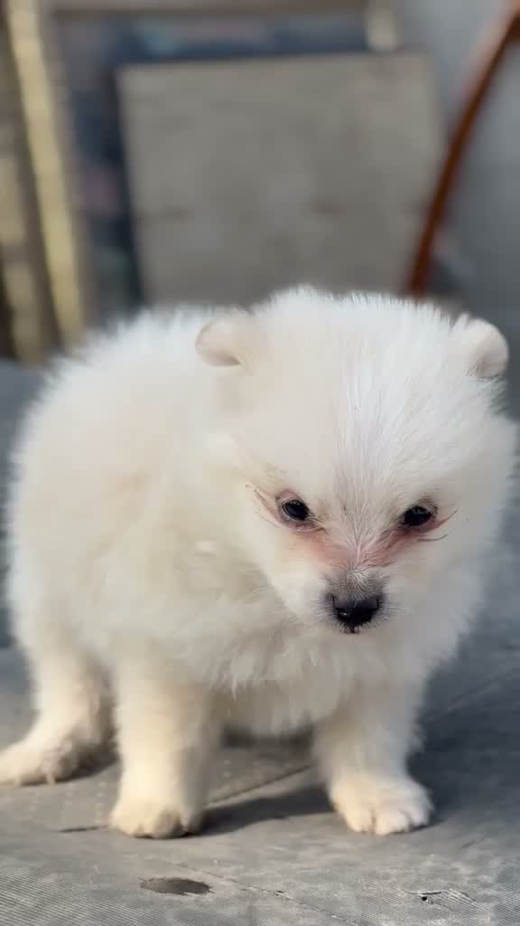 Culture Toy Pom Puppy, farm video