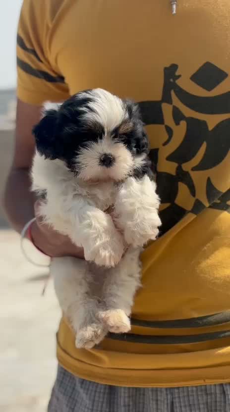 Shih Tzu | Black Color, farm video
