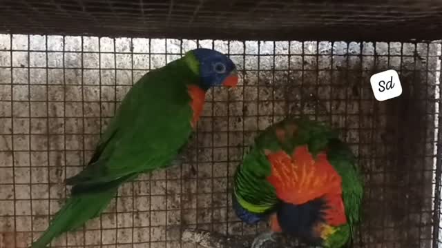Chattering Lorikeet, farm video