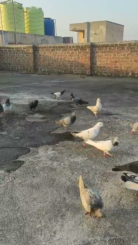 Homer Pigeon, farm video