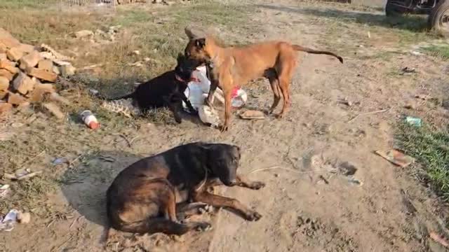 Belgian Malinois Puppy, farm video