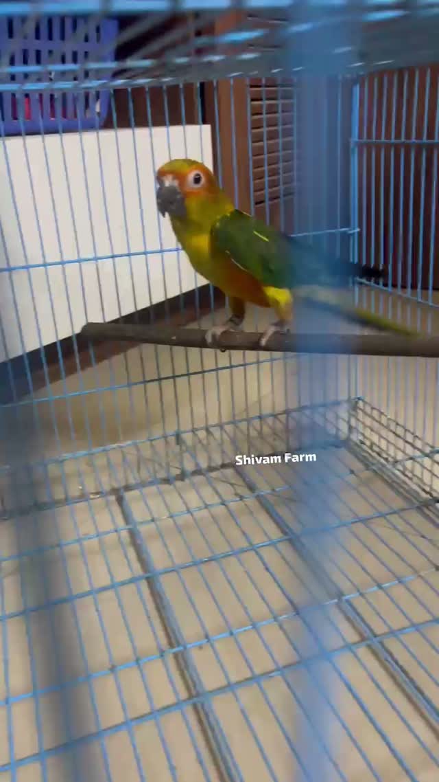 Small Cheek Conure, farm video