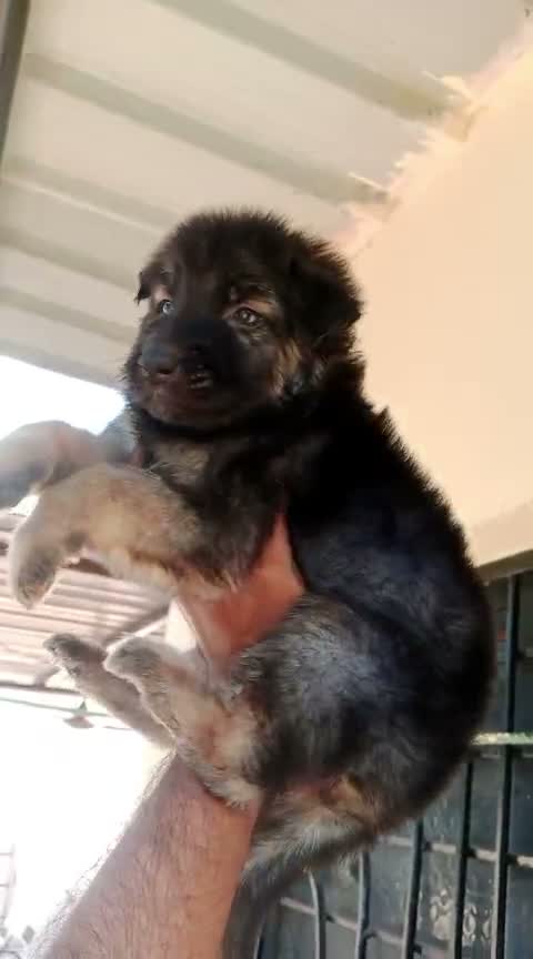 German Shepherd Puppy, farm video