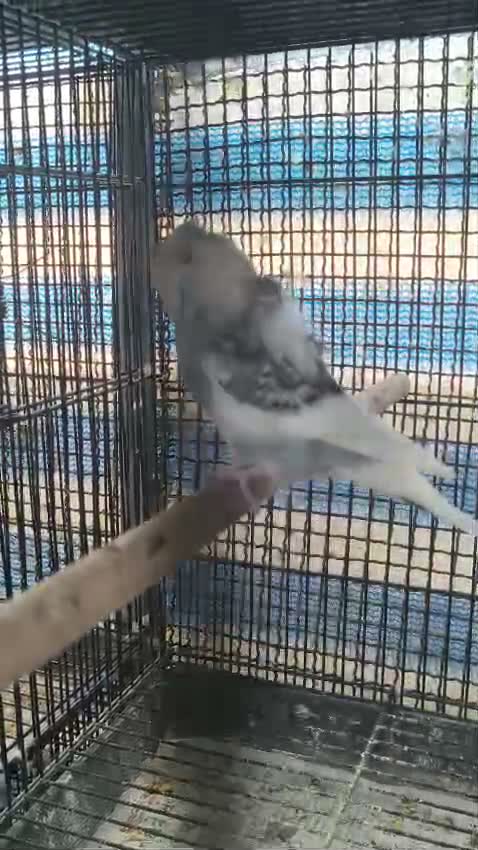 Helicopter Budgies, farm video