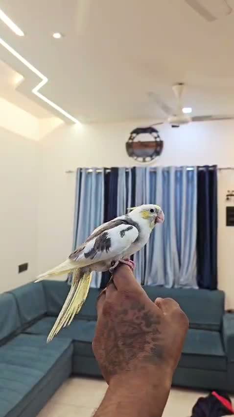 Cockatiel | Pied, farm video
