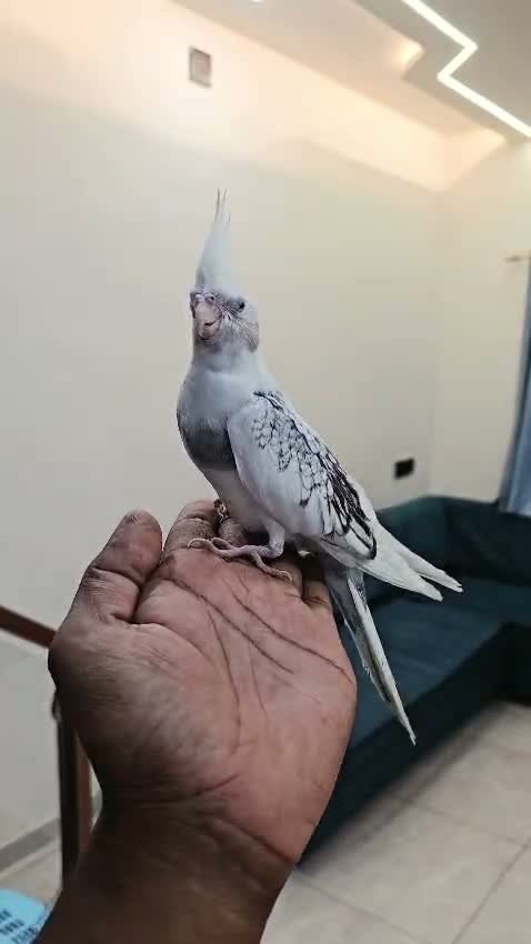 Cockatiel | Pied, farm video