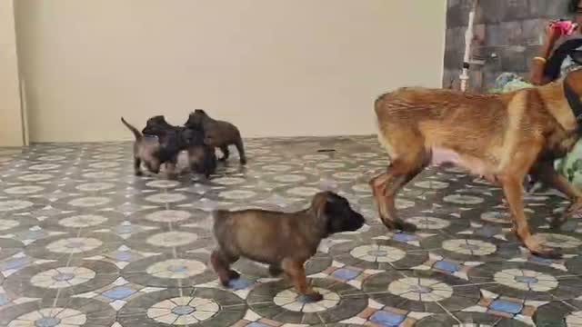 Dachshund Puppy | Brown, farm video