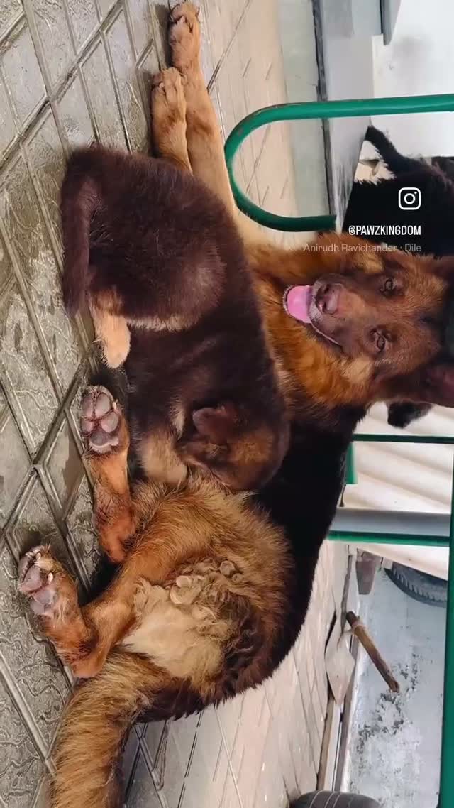 German Shepherd Puppy, farm video