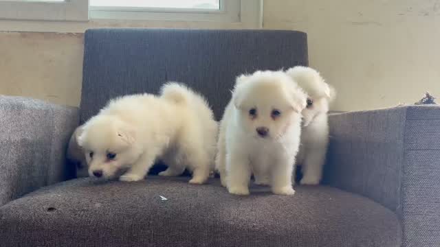 Pomeranian Puppy, farm video