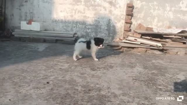 Pomeranian Puppy, farm video