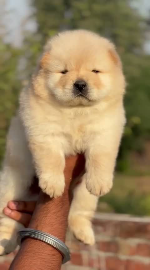 Chow Chow Puppies, farm video