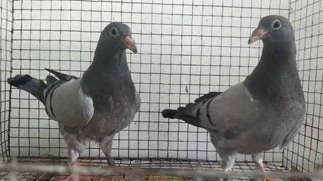 Homer Pigeon, farm video