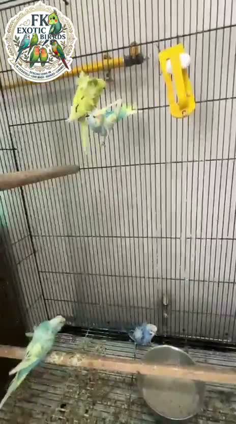 Hogoromo Budgies, farm video