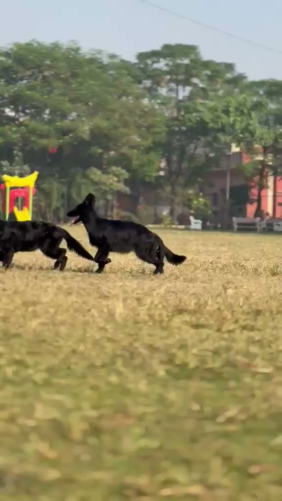 German Shepherd Puppy, farm video