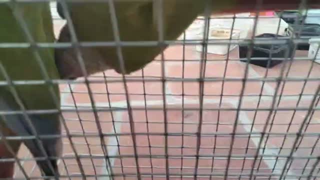 Pineapple Headed Conure, farm video