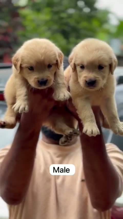 Golden Retriever, farm video