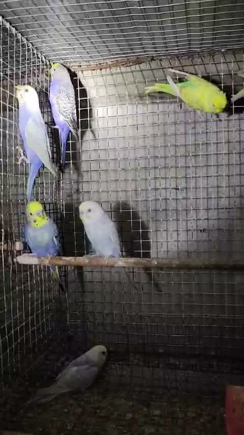 Budgies | Fallow, farm video