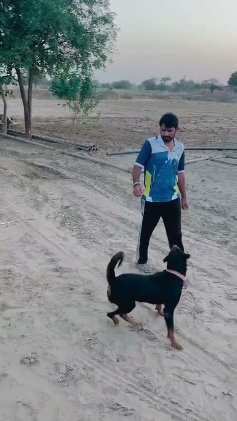 German Shepherd Puppy, farm video
