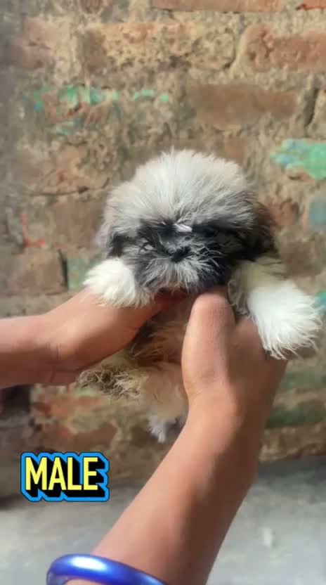 Shih Tzu | Black Color, farm video