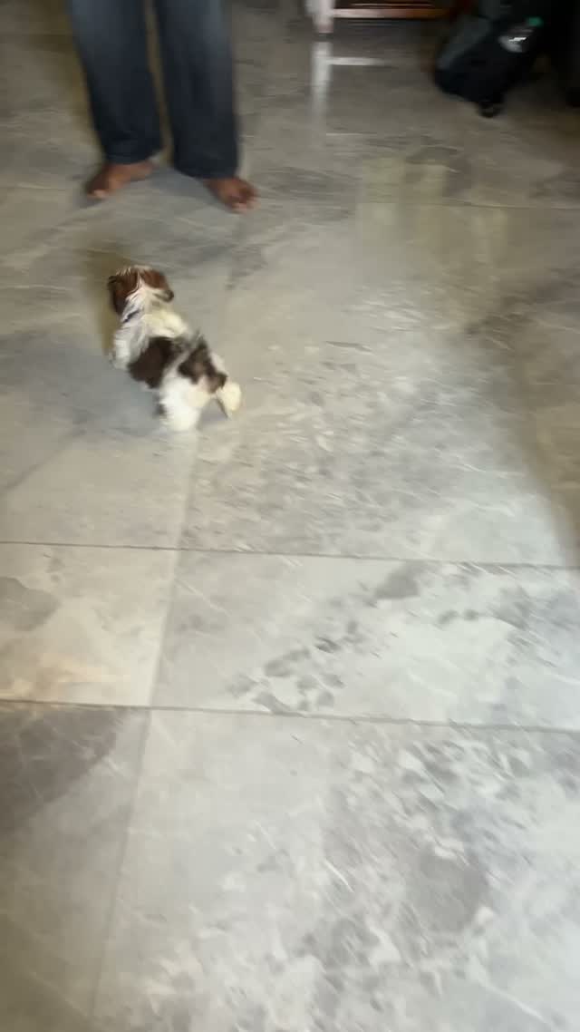 Shih Tzu | Black Color, farm video