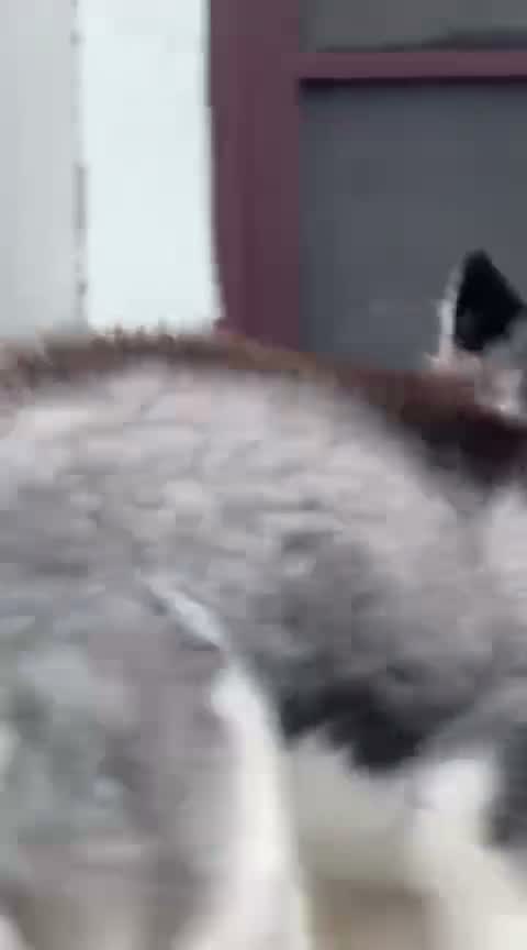 Siberian Husky Puppy | Black & White Color, farm video