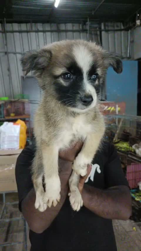 German Shepherd Puppy, farm video
