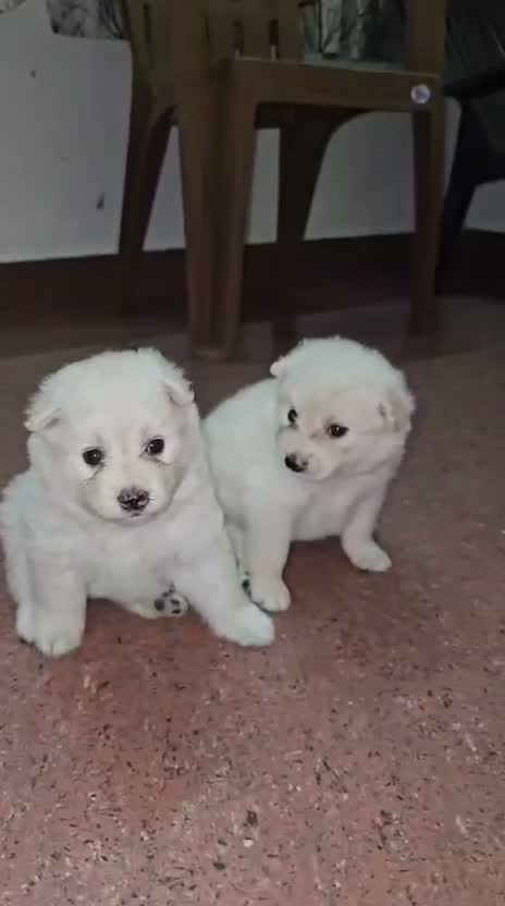 German Shepherd Puppy, farm video