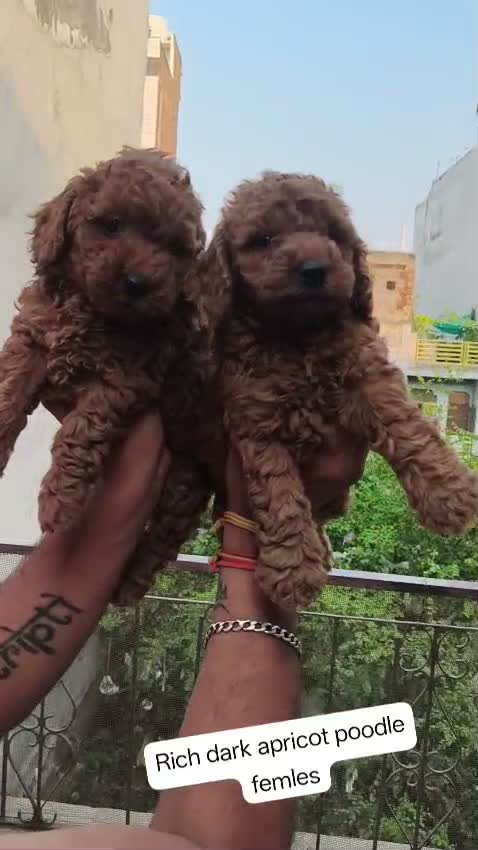Toy Poodle Puppy, farm video