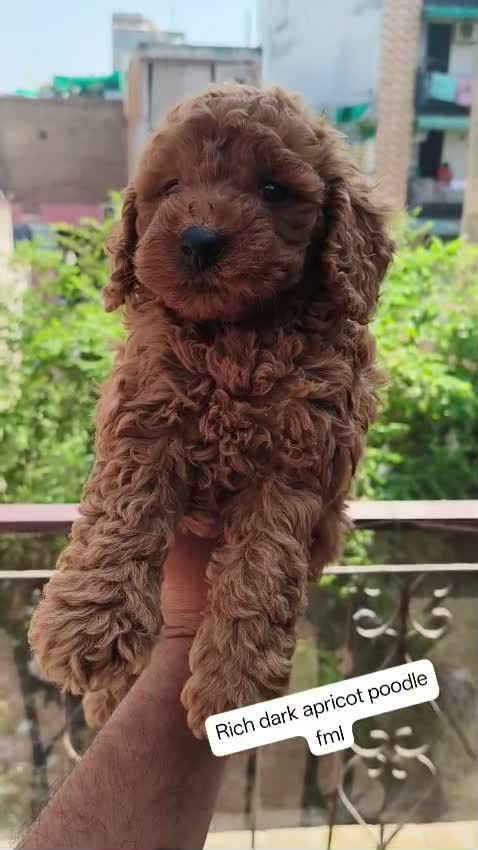 Standard Poodle Puppy | White, farm video