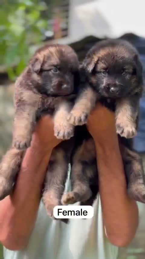 German Shepherd Puppy, farm video