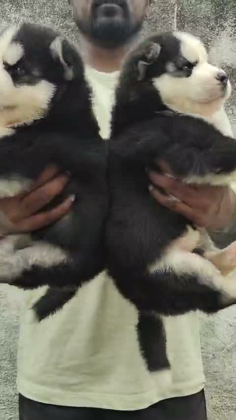 Siberian Husky Puppy | Black & White Color, farm video