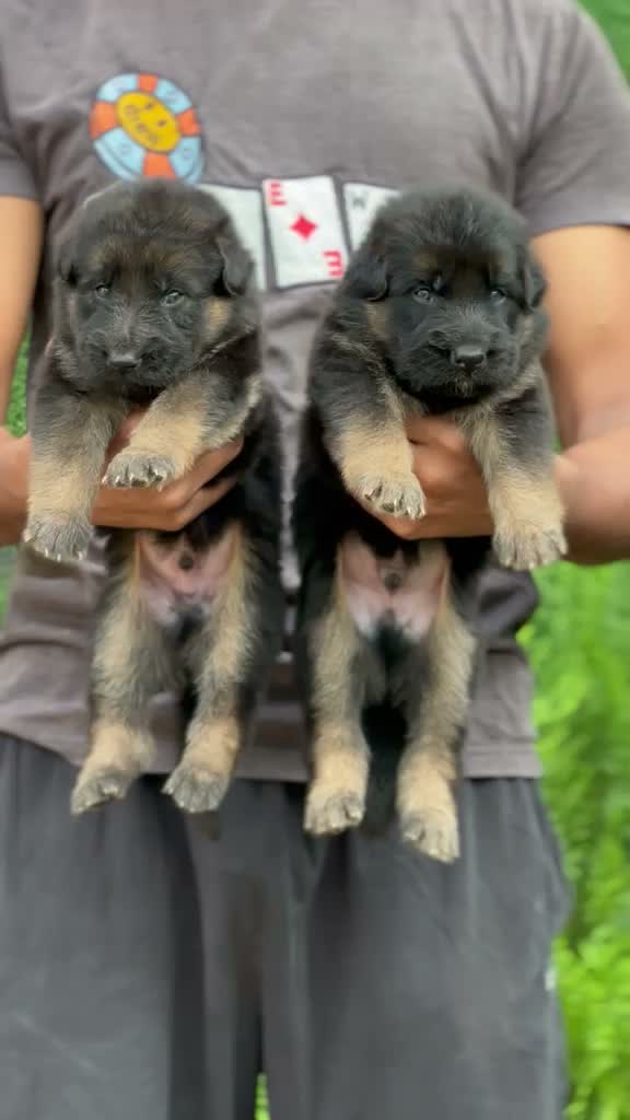 German Shepherd Puppy, farm video