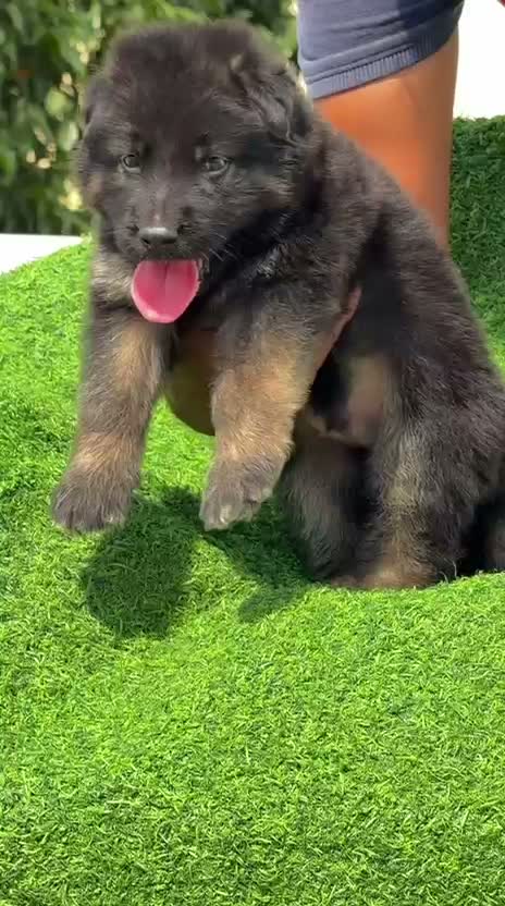 German Shepherd Puppy, farm video